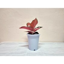 꽃용 아글레오네마 슈퍼스타 지리홍 중품