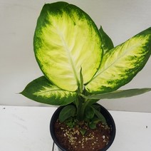 마리안느 중품, 1개