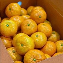 제주 햇 노지감귤 맛보장 노지감귤 5kg 10kg, 1통, 5kg(2s)