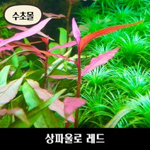 [수초몰] 상파울로 레드 키우기 쉬운 수초, 1촉