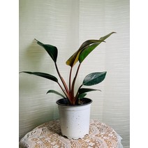 레드콩고 중품 25~40cm 49