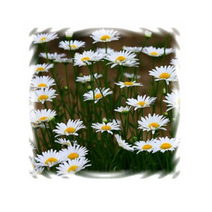 꽃씨 제충국 달마시안계 100립 K252