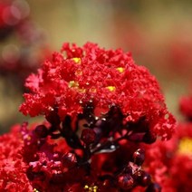 묘목/ 자엽배롱나무 (백일홍) 호홍/삽목1년 2개 kk70