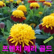 (꽃씨) 팝플러스 프렌치 메리골드 (솔란) 10립, 1개