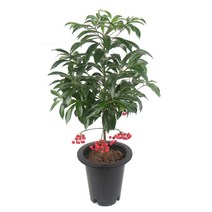 갑조네 만냥금 중품 개별배송 백냥금 백량금 개업화분 인테리어식물 집꾸미기 공기정화식물