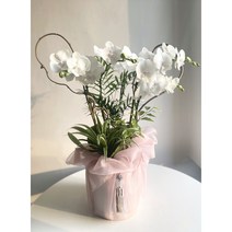 동양란 서양란 클래식 상견례난 예단난 승진란 보자기난 개업화분 선물, 중형4대, 연핑크, 화이트