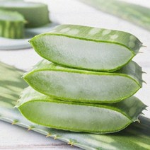 지투지샵 알로에 사포나리아 생잎 5kg, 1개