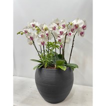 축하화분 @@퀵무료배송 서양난 서양란 서울 경기, 5.보라