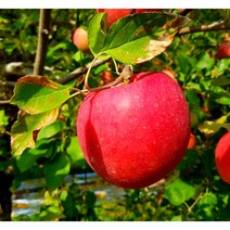 청송 문경 부사 못난이 주스용 쥬스용 흠집 꿀사과 10kg, 가정용사과 (소과) 5kg