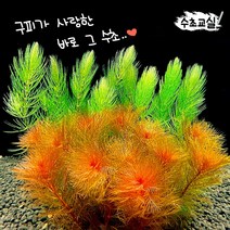 [수초교실] 구피사랑세트 붕어마름 (5촉) + 레드밀리오필름 (5촉) 세트!!