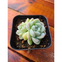 (둥이다육) 아이시그린