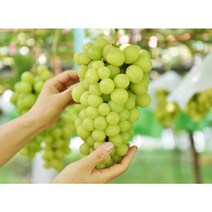 프리미엄 고당도 수출용 샤인머스켓 가정용 과일선물, 샤인머스켓 2kg(특1등급)3~4수