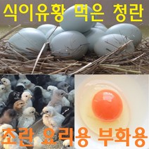 강원고성 자연방목 유황청란 유정란 식용 초란 부화용 청계란 청란 무항생제 난각1번, 초란 20구