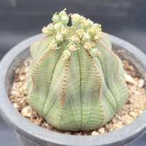 꽃다리 오베사 57 다육식물 다육이 아이만배송