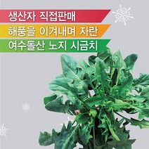 산지직송 싱싱한 해풍에 자란 노지 섬초 여수 돌산 시금치 2kg