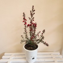 호주매화 호주매 야생화 겹꽃 봄꽃 가을꽃, 1개