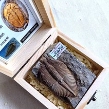 삼엽충 화석 고생물 암모나이트 천연 고생대 수집, 1422