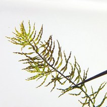 루드위지아 토네이도 (3촉), 1개, 1개