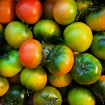 농장직송 국내산 짭짤한 찰 토마토 실속형 첫수확 로얄과 1박스 2.5kg, 단짠단짠 찰토마토 2.5kg