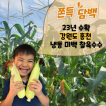 마음쏙 냉동 미백 찰옥수수 특품 강원도 홍천, 냉동찰옥수수 10개