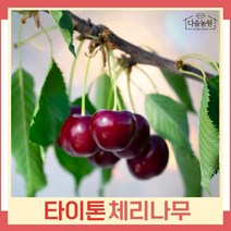 체리나무 묘목 타이톤 접목1년생 뿌리묘 3개