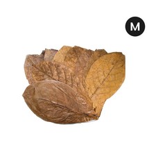 탄토라 알몬드잎 M 10장 베타 새우 CRS, 단품, 단품