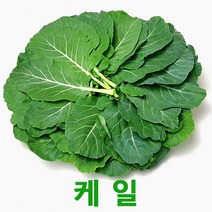 싱싱한 케일2kg 쌈케일 싱싱지오