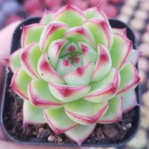 희귀 다육식물 모음 [특이하고 예쁜 11가지 다육이를 한눈에], 6번-에케문스톤