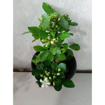 오렌지자스민/꽃향기가 가득해요