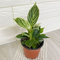 러브코리아 필로덴드론버킨 버킨콩고 공기청정식물 버킨키우기, 단품, 단품