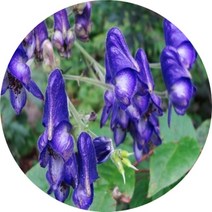 투구꽃 5치 야생화, 1개