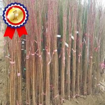 왕매실 1주 접목1년 묘목 키움원예 조경수 유실수