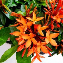 꽃나무팜 (5개한세트) 익소라 치넨시스 야생화 꽃식물 오래꽃피는식물