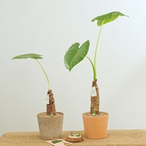 천연가습기 알로카시아 키우기 쉬운 휴양지 인테리어 식물 공기정화, 토분받침, 멍멍가습기, 라이트브라운