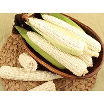 강원도 햇 찰옥수수 미백 20개입, 20개