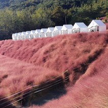 꽃객프로젝트 핑크뮬리 씨앗 1g (600립)