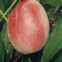 묘목/ 백도복숭아(천중도)/접목1년/2주 SK086, 1개