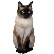 차량용 냉장고 미니 냉온장고 캠핑용 온장고 3Ratels CM29 사랑스러운 고양이 페르시아 Birman Bombay 영국, 15 CM29-16_02 20cm(7.87 inch)