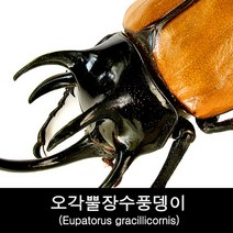 곤충표본 오각뿔장수풍뎅이 Eupatorus gracillicornis, 수컷75~79mm