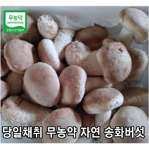 [국내산/국산] 무농약 송화버섯 실속형 1kg 500g 면역력 송고버섯 송화고 송고 솔 고송 무농약 고기버섯 송화 버섯, 1개