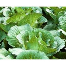 국내산 양배추즙50포 (자색양파즙 배즙 포도즙 닭발우슬즙 호박즙), 80포, 110ml, 110