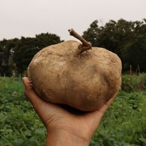 2022년 진안 햇 히카마 5kg 10kg 얌빈 멕시코감자 인디언감자 신이주신감자 산지직송, 진안 히카마 5kg