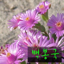허브여울다육 백봉국(백봉구) 지름 9cm 소품 다육화분, 10개