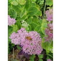 큰꿩 큰꿩의비름 야생화 노지월동다년초, 3+1