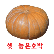 (2022년 첫수확) 햇 늙은호박 노란호박 맷돌호박 4kg~8kg, 22년산 늙은호박 4kg내외(정품 맷돌호박)