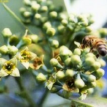 허브야 닷컴 샌달우드 프러그런스오일(f.o) 10ml, 100ml