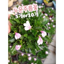 누운주름꽃 5개 10개/꽃잔디 같이 누워서 크는 눈주름꽃, 10개