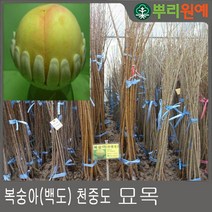 복숭아나무 묘목 백도 물렁이복숭아 2년생 특묘 봄에 심을만한 묘목 ys