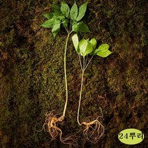 야생 산양삼 강원도 자연산 산양산삼 선물세트 장뇌산삼 산양산삼주 먹는법 가격 국내산 정품 효능 추석 명절 부모님, 3박스, 24뿌리