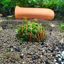 수초 물미역모스 미니활착돔형(4.5x4.5cm) 음성수초키우기